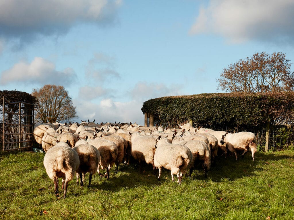 Pain Relief Stock Sense Fact Sheets