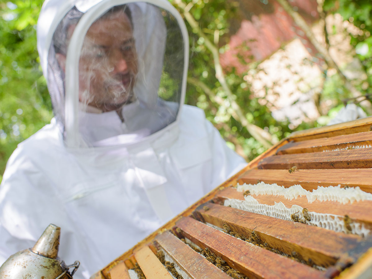 honey-bee-worker