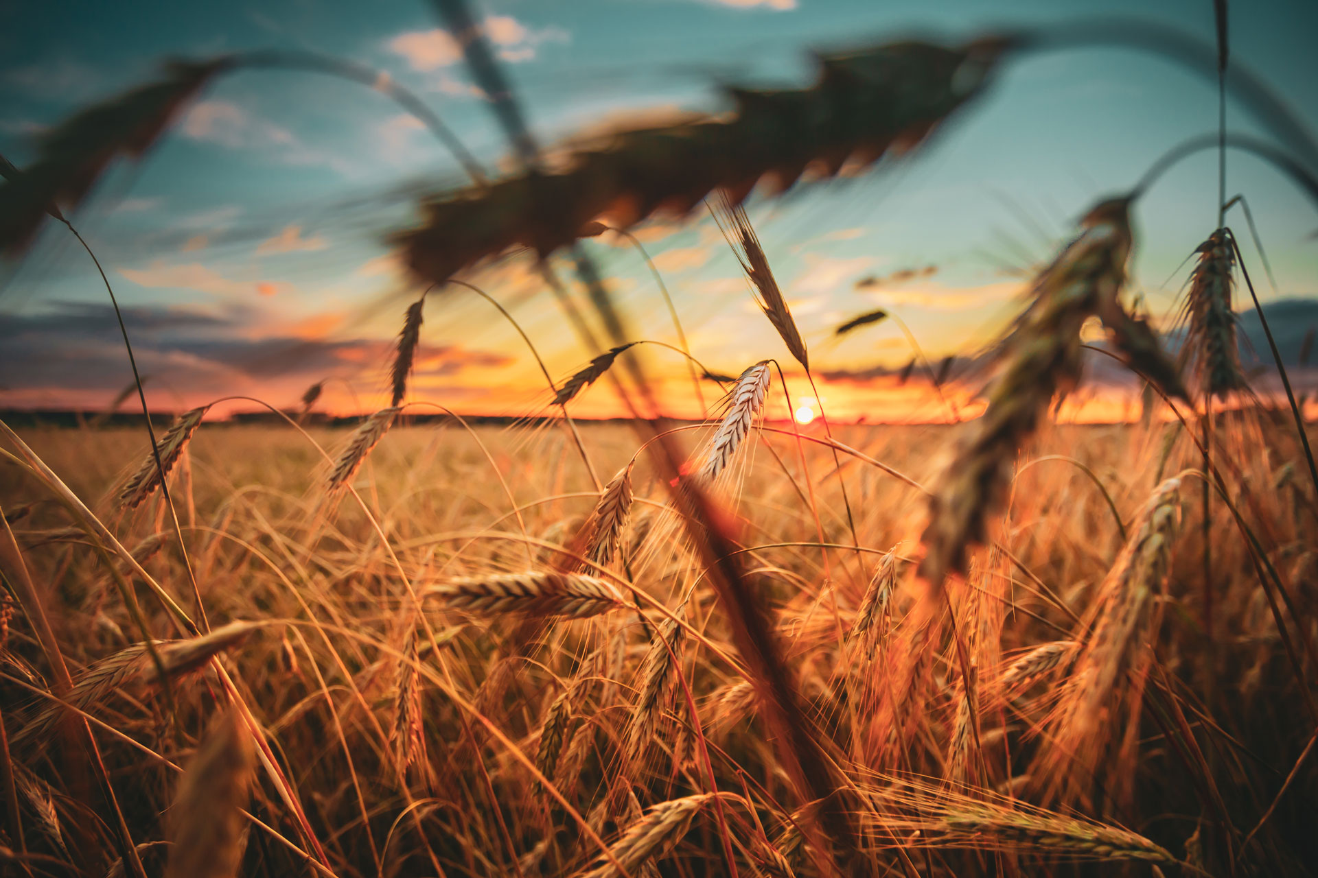 wheat-field-yellow-barley-field-in-summer-season