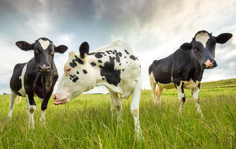 3-milk-cows-on-pasture