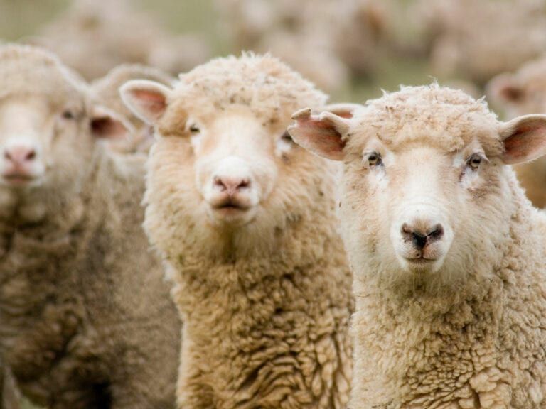 Mandatory Pain Relief for Mulesing Sheep in Victoria