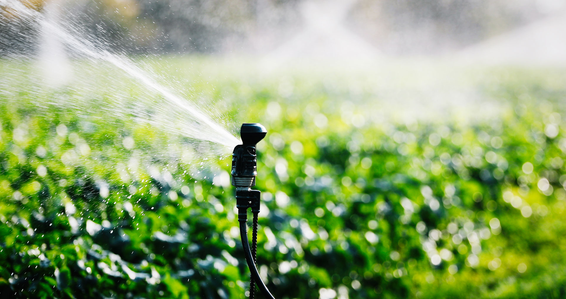 irrigation-system-in-function-watering-agricultura-ZFBTSN8