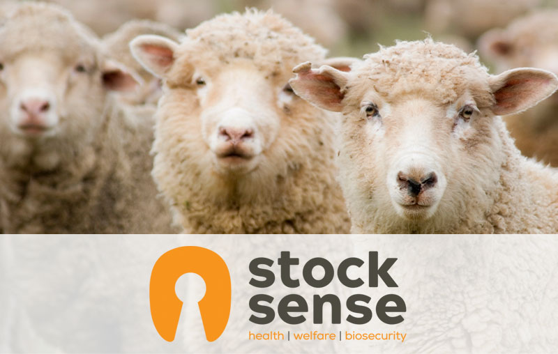 STOCK-SENSE