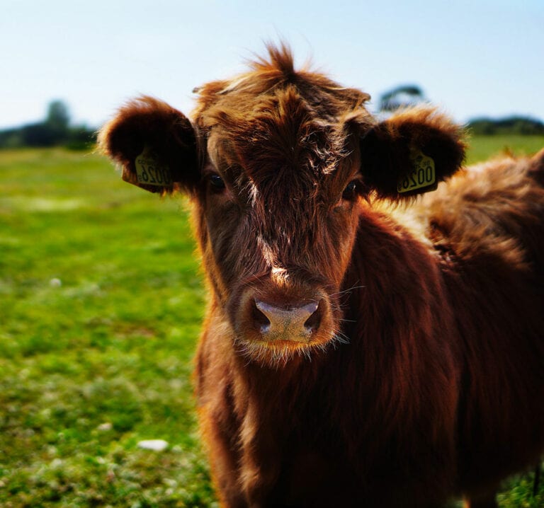 brown-fluffy-cow