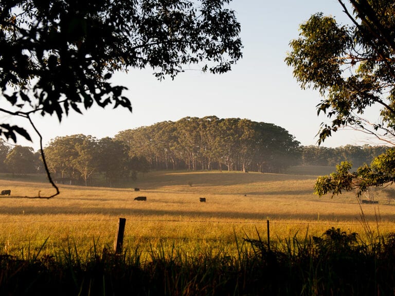 australian-farm-with-cows