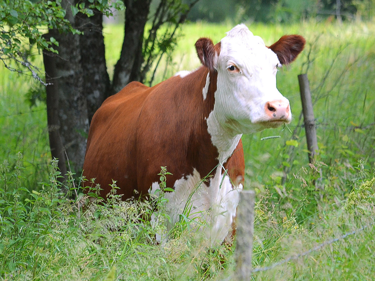 brown-cow