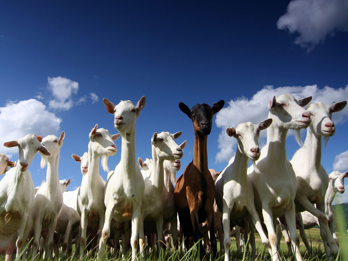 flock-of-goats-1