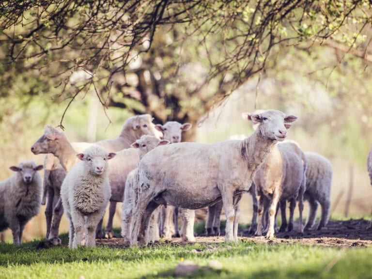 flock-of-sheep-1