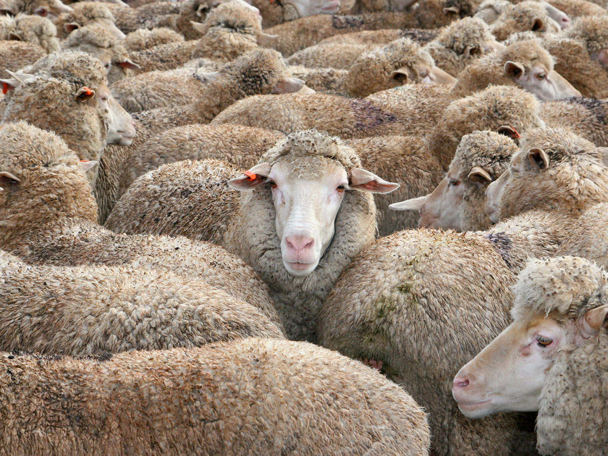 flock-of-sheep-1