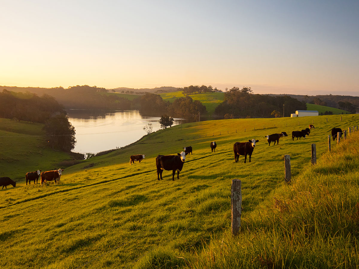 vff-blog-images---green-field-with-cows