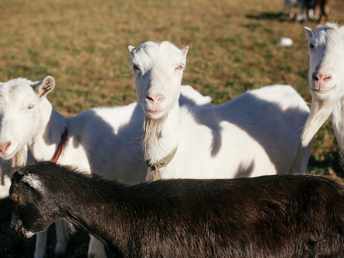 sweet-goats