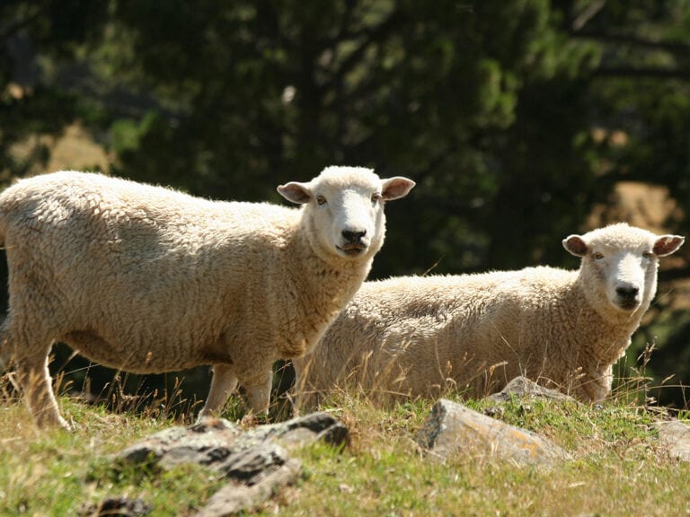 two-sheep