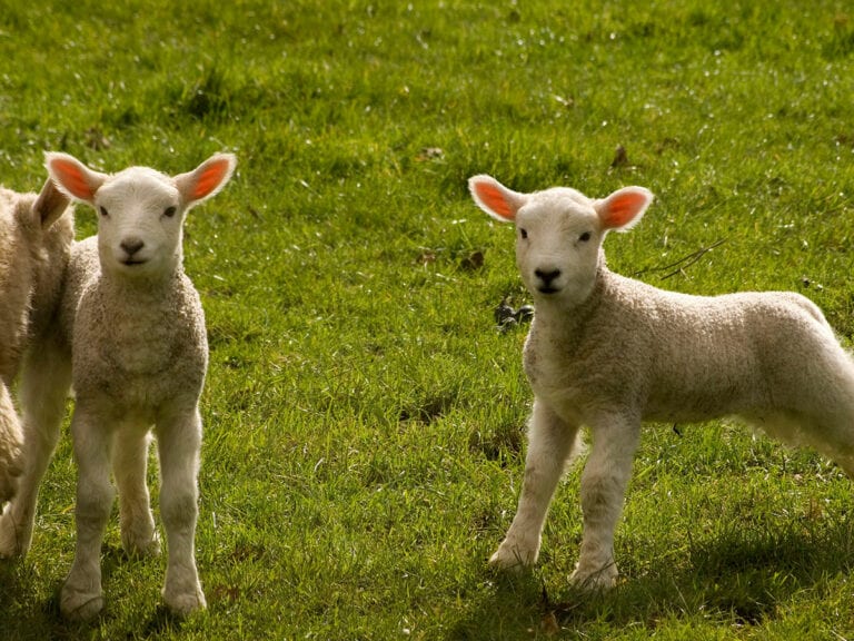 young-lambs