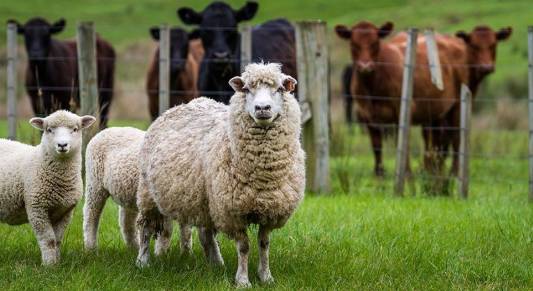Sheep-and-cattle.-Image-VFF