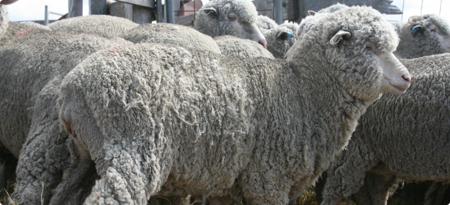 Figure 1 Sheep infested with lice