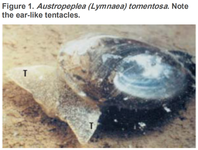 Liver Fluke - Stock Sense Fact Sheets