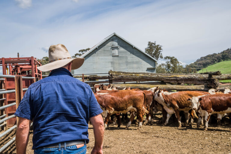 person looking at cattle