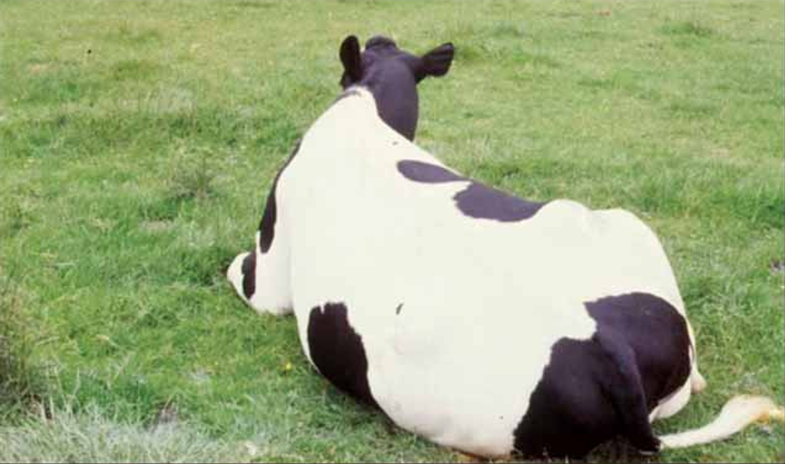 Milk Fever Stock Sense Factsheets