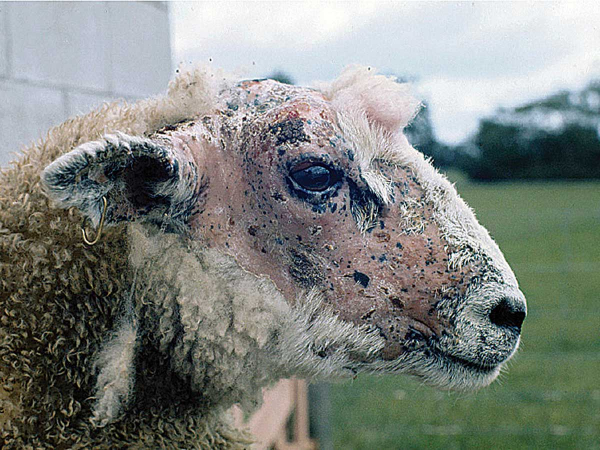 Facial eczema sheep
