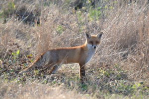 Predator Management - Fox Control - Victorian Farmers Federation
